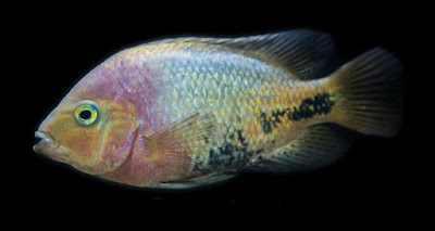 Cichlid fish are popular subjects of scientific study. Recent research supports creation science predictions.