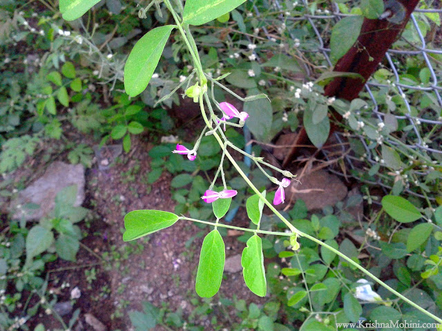 Image: Extremely Delicate Flowers