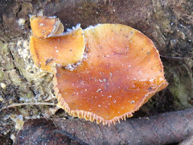 orange mushroom with toothy edge