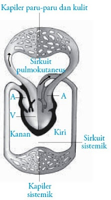 yakni darah beredar melalui pembuluh darah Pintar Pelajaran Sistem Peredaran Darah pada Katak (Amfibi)