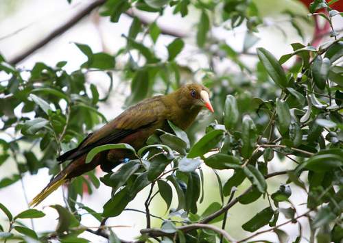 Psarocolius viridis