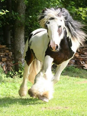 world's beautiful horses breeds