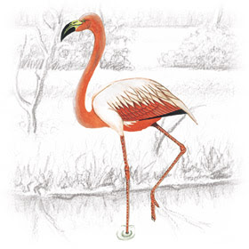 FLAMINGO - CARACTERÍSTICAS GERAIS DO FLAMINGO, AVE DA FAMÍLIA PHOENICOPTERIDAE