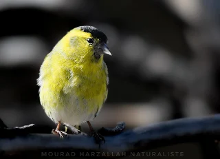 Alder Siskin