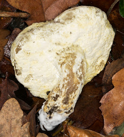 Bolete Mould, Hypomeces chrysospermus. Stem and gills. Hayes Common, 26 December 2011.