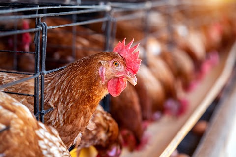 Rapid Assessment of Expenses and Profitability Analysis for Poultry Farming Enterprise