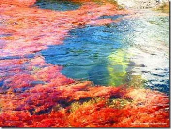 cano-cristales12