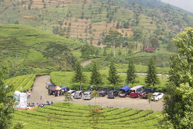 Agrowisata Kebun Teh Kaligua Paguyangan, Rekomendasi Tempat Wisata Keluarga Di Brebes.