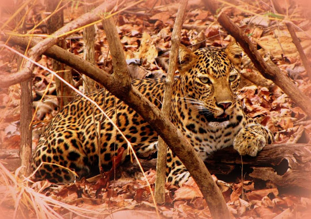 Tadoba Wildlife