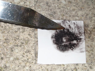 Spore print to liquid culture/spawn