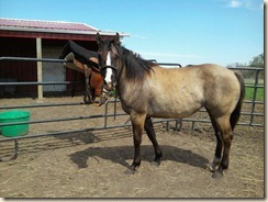 New Round Pen New Round Pen