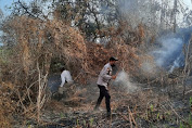 1,5 Hektar Lahan Tebu Terbakar, Personil Polsek Pekat Turun Padamkan