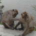 Mencari Kutu, Bukti Perasaan Dua Monyet Yang Saling Mencintai