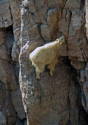 mountain goats in hill