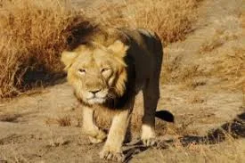 Genome Sequencing of Asiatic Lion done by CSIR scientists 