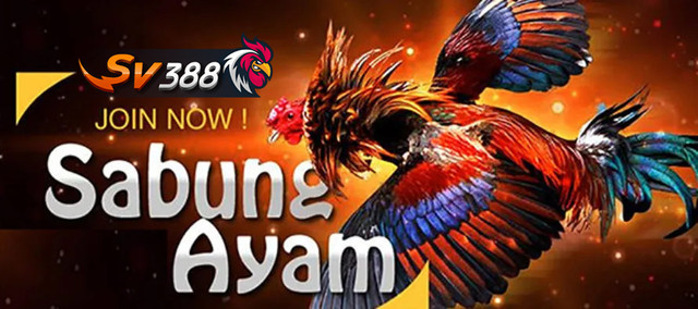 DAFTAR SABUNG AYAM RESMI SV388 TERPERCAYA TERPOPULER DI INDONESIA