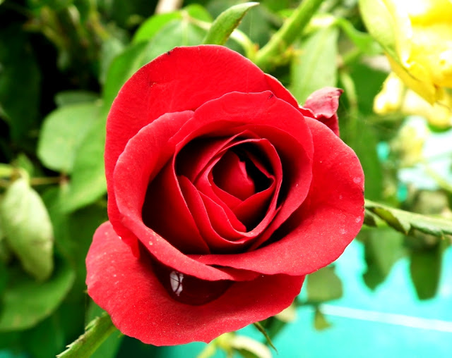 Gambar Semut Merah 10 Gambar  Setangkai Bunga Mawar Gambar  Top 10