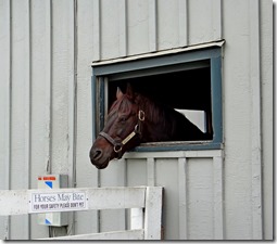 KY horse park 038