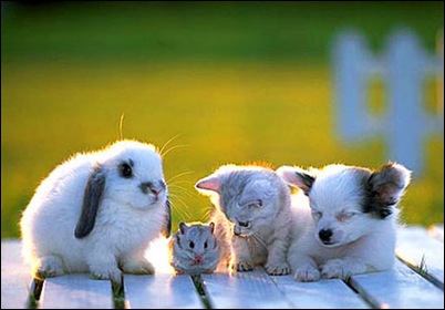 animals_friends