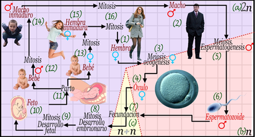 Los humanos presentamos meiosis terminal.