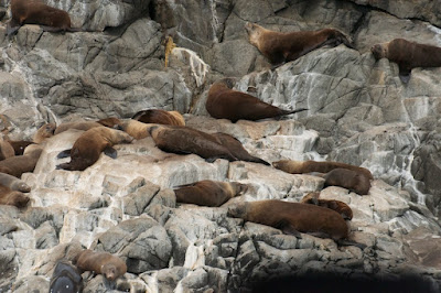 Australian Fur Seal (Arctocephalus pusillus) 