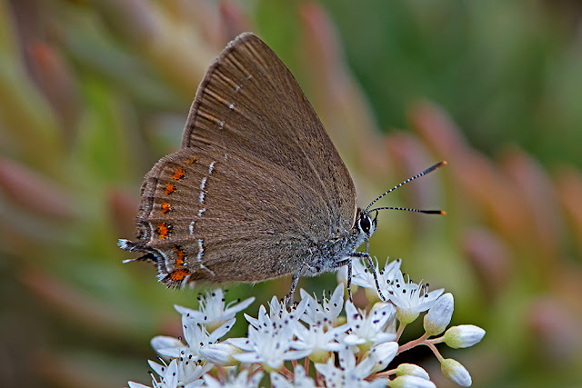 Satyrium esculi the False Ilex Hairstreak butterfly