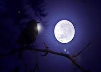 bird on a tree branch staring moon with love