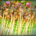 sate ulat sagu