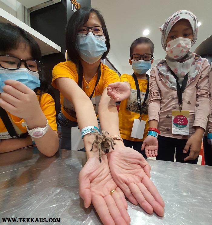 Fun Hour at Entopia Penang-Tarantula Venomous