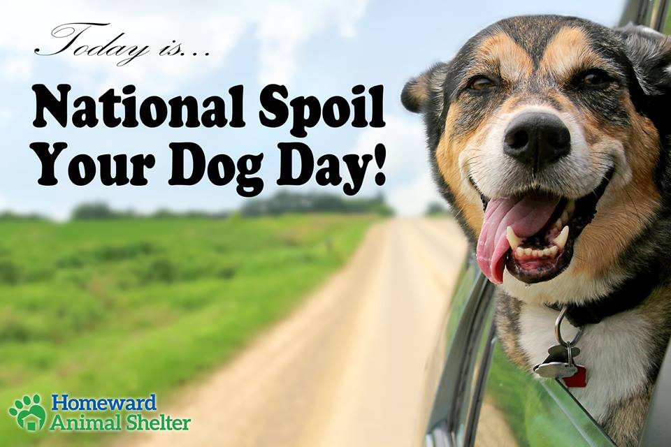 National Spoil Your Dog Day