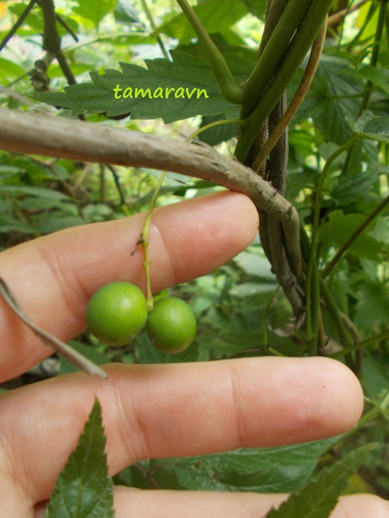 Луносемянник даурский (Menispermum dauricum)