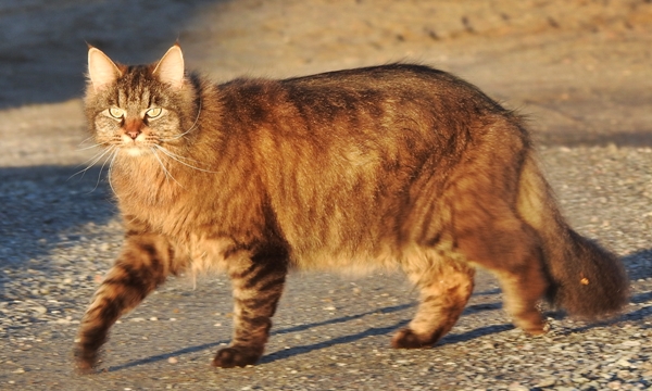 pus katt kattepus pusekatt