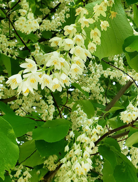 Snowbell flowers