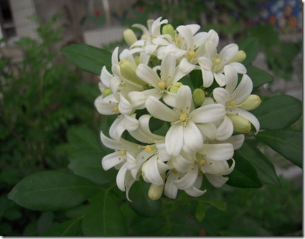 clip_image001