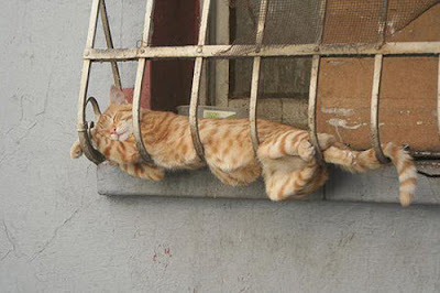 Cats Sleeping In Weird Positions