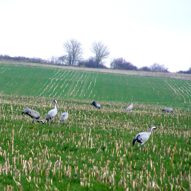 Common Cranes Grus grus feeding in fallow croplands, Indre, France. Photo by Loire Valley Time Travel.