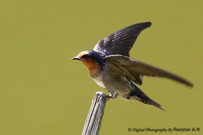 bird landing