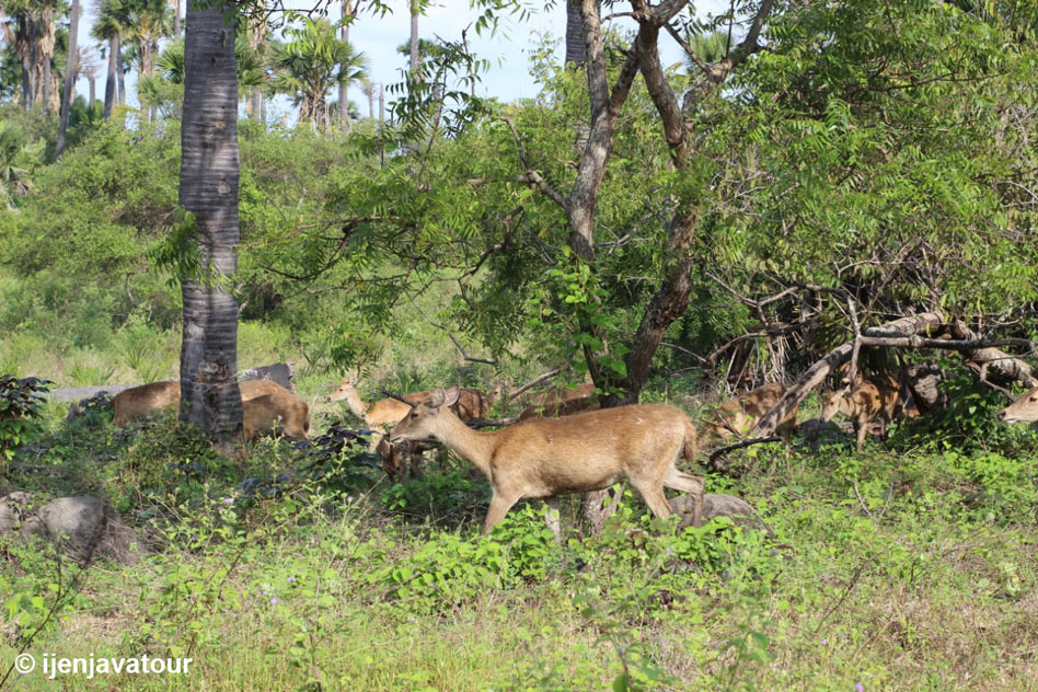 Deer at Baluran @Ijen Java Tour