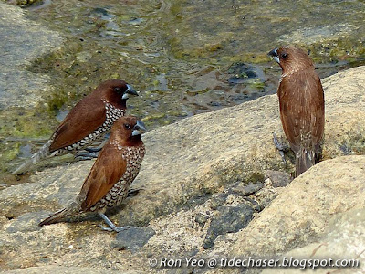 Scaly-breasted Munia (Lonchura punctulata)