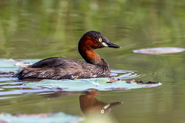 An Bui 2024 Dong Thap - Little grebe (Le hôi)