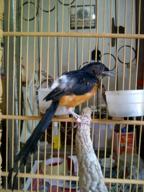 ciri murai batu,murai batu,Cara Membuat Burung Murai Batu Jadi Gacor