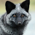 MAN ENCOUNTERS AN UNIDENTIFIED ANIMAL IN HIS LAWN THAT REFUSES TO GO AWAY FOR A SURPRISING REASON!
