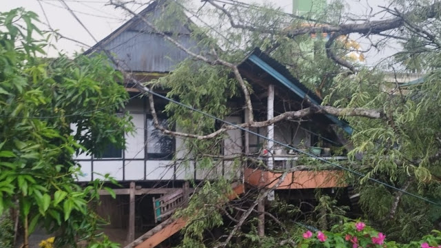 Pohon Tumbang Timpa Rumah di Soppeng, Tidak Ada Korban Jiwa
