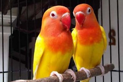 Jenis Pakan Untuk Burung Cinta atau Lovebird Lutino