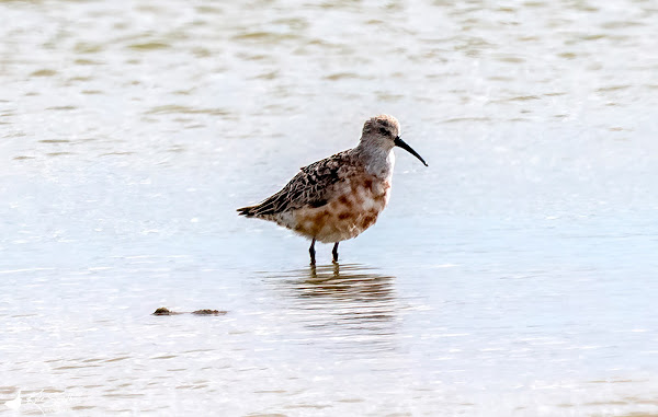 Curlew sandpiper