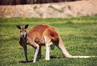 red kangaroo