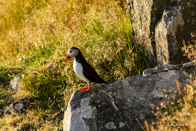 Frailecillo al atardecer, Isla de Runde, Noruega por El Guisante Verde Project