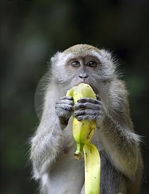 يسعى الناس كما القردة  للوصول الى الموز كل شيء موجود في داخلك (المال والثروة ) كيف ذالك ؟ اليك طريقتي