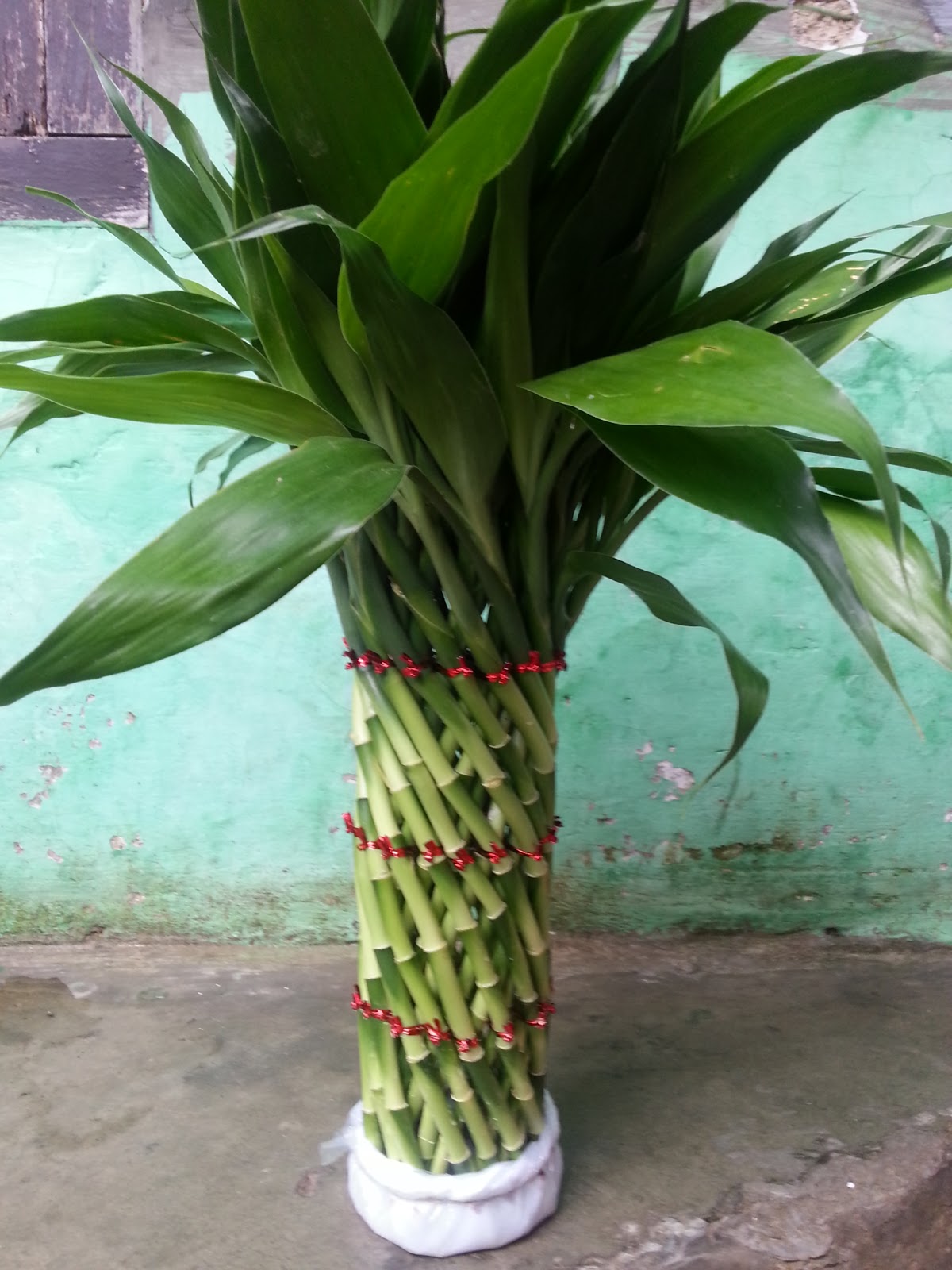 jual tanaman bambu hoki | lucky bambu | jual tanaman ...