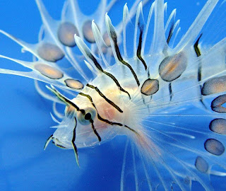 lion fish animal lionfish wallpaper